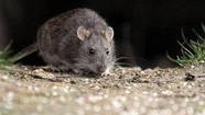 Descartan un posible brote de Hantavirus en la ciudad
