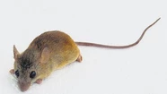Ya son 5 los infectados de hantavirus en la Provincia y analizan un posible nuevo caso