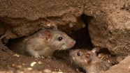 Confirman una muerte por hantavirus en Castelli