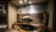 El Museo de Ciencias Naturales amplía sus horarios de visita en marzo