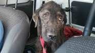 Salvador, un sobreviviente que busca un verdadero hogar 