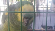 La justicia dispuso que "Pancho" sea trasladado al Aquarium