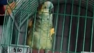 Interponen un recurso de amparo para recuperar a "Pancho"