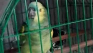 Final feliz: "Pancho" vuelve con su familia