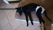 La nueva vida de Sombra, la cachorra que busca un hogar