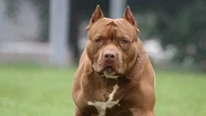 El pitbull le arrancó los dos brazos a la mujer, que no quiso hacer la denuncia. 