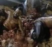 ¡Un asco!: tras las muertes de dos personas, se viralizó un video de carnicero nadando en chinchulines