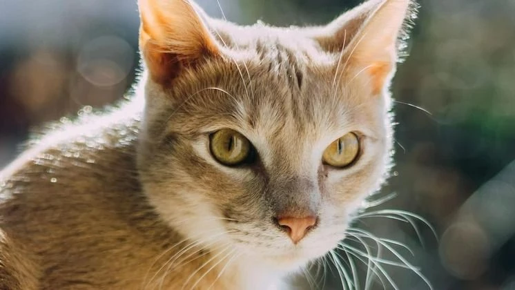 Enterate del nuevo cronograma de Zoonosis