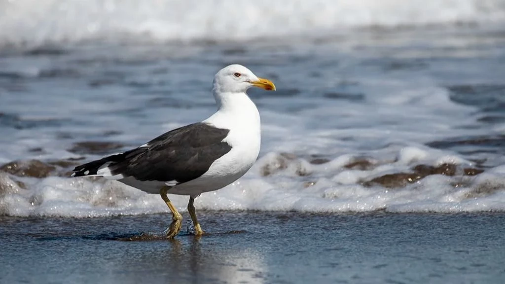 Gaviota cocinera: el ave que une Mar del Plata con la Antártida y refleja el impacto humano