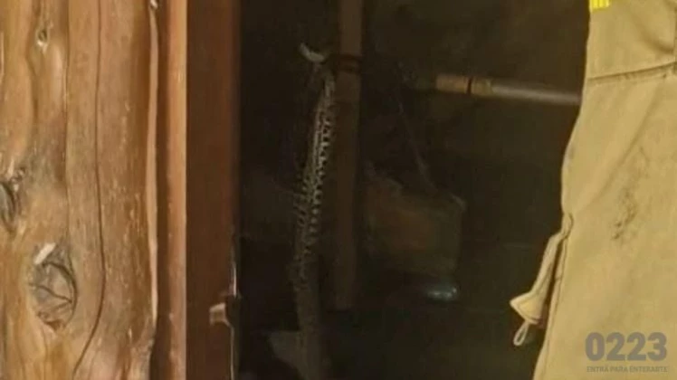 Sorpendente aparición de una yarará en Sierra de los Padres. Sorpendente aparición de una yarará en Sierra de los Padres.