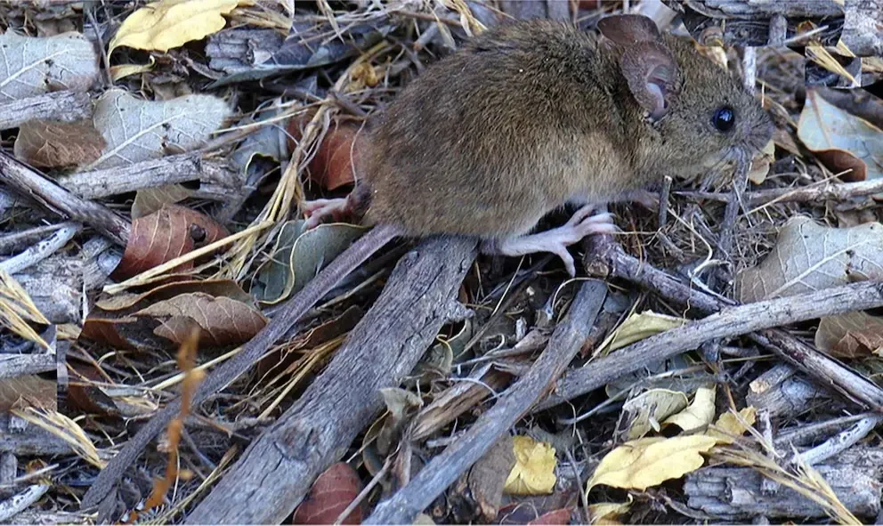 Una persona murió por hantavirus y ya hay cinco fallecidos en la provincia