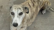 Tres perros que se cruzaron en la vida de Cristina y ahora buscan un hogar