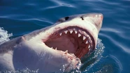 Impactante video: un tiburón atacó a un niño de 8 años mientras estaba pescando