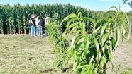 Darán continuidad en Tandil a un exitoso programa de fruticultura