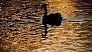 En la provincia de Jujuy detectaron casos de gripe aviar en cisnes salvajes. Foto: Reuters.