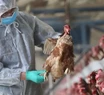 La propagación de la gripe aviar enciende alarmas entre productores avícolas.