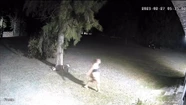Video: entraron a robar a la casa de una joven hipoacúsica y la apuñalaron porque no les entendía