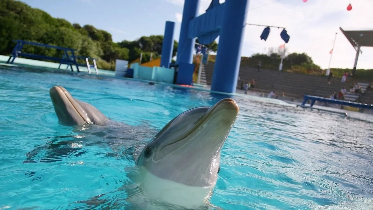 En Aquarium quedan 7 delfines en cautiverio.