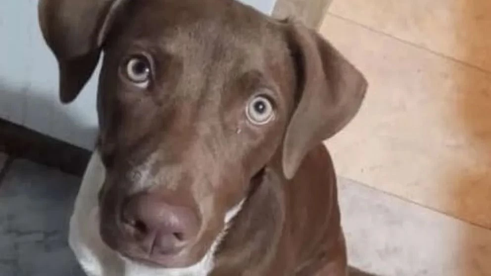 Le disparó a la perrita cuando jugaba con dos niñas de 4 y 9 años: "Ellas también pudieron haber sido víctimas"