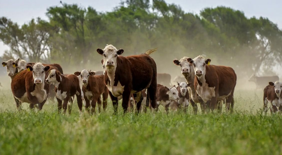 Mientras baja el consumo interno, aseguran que las exportaciones de carne atraviesan un momento histórico