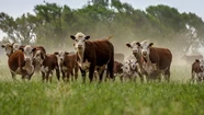 San Cayetano se suma al pedido de emergencia agropecuaria