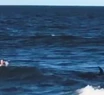 Video: una orca "corrió" a un surfista en Mar del Plata
