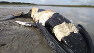 Aumentó un 50% la cantidad de fauna marina hallada muerta en la costa bonaerense