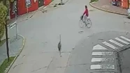 Increíble: un ñandú chocó a un ciclista a toda velocidad