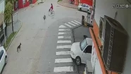 Un ñandú atropelló a una ciclista en Ranchos y el insólito momento quedó grabado