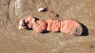 Científicamente, estos organismos se conocen como Polyzoa opuntia (Ascidiacea).