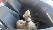 Aprehenden a un hombre por cazar sin permiso con perros galgos