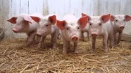 Ante un caso de triquinosis decomisan en Tandil 90 kilos de carne