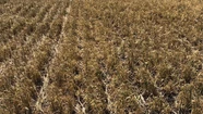 Extienden en Necochea la declaración de emergencia agropecuaria