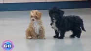 Video: Marcos le ofreció a Romina criar a Mora y a Caramelo, ¿qué va a pasar con los perritos?