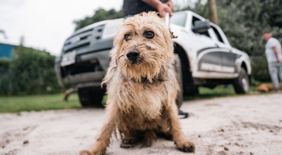 Sin corazón: robaron instrumental a Zoonosis y dejaron a todo un barrio sin el servicio veterinario