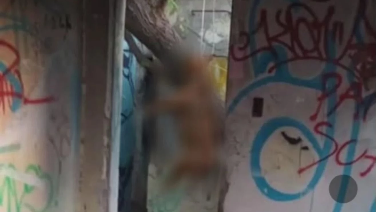 Horror: encontraron a un perro ahorcado del cuello y colgando de un árbol