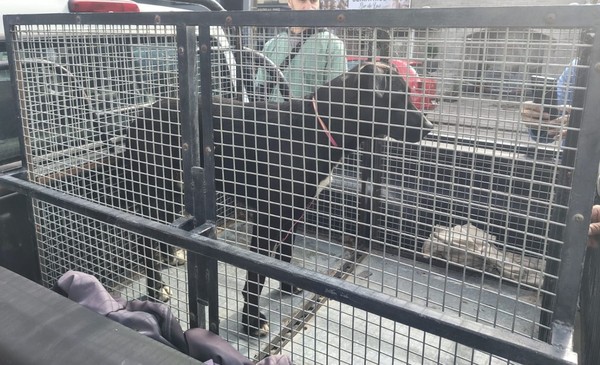 Video: personal de Zoonosis trasladó al perro abusado por una mujer