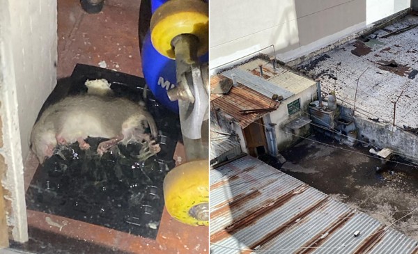 Denuncian invasión de ratas en el centro de Mar del Plata | 0223