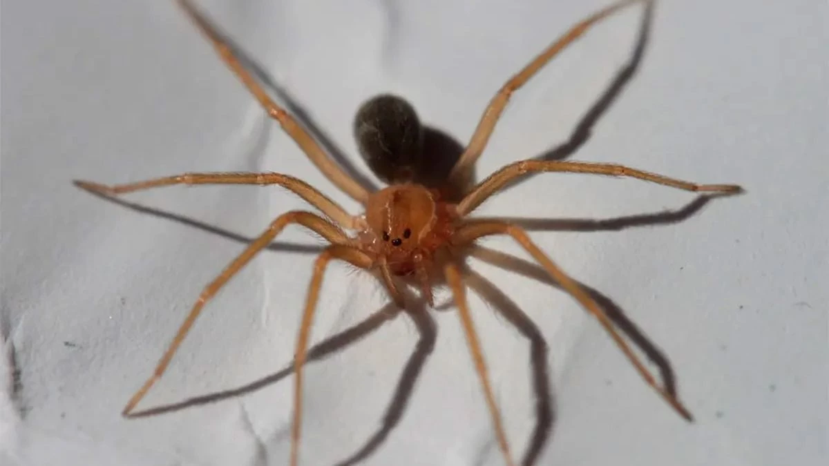 Tragedia y dolor: una bebé de un año murió tras ser picada por una araña