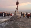 Siguen los esfuerzos para salvar a la ballena que quedó varada en Punta Mogotes