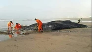 Ballena encallada en Mar del Plata: usarán un barco para intentar devolverla al mar