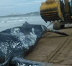 La ballena será enterrada en un predio lindero al basural para preservar sus restos