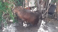 La familia Salvatierra le armó un mini humedal a Maica en el patio de su casa.