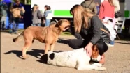 Inauguran un nuevo quirófano móvil para mascotas en Parque Camet