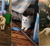 Horror: acumulaba gatos, los guardaba en el freezer y los comía en guisos y escabeches
