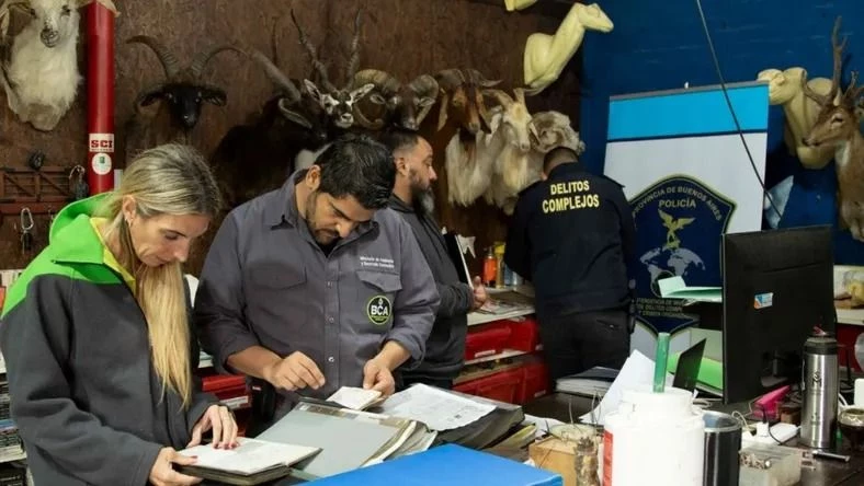 Desarticularon un taller ilegal de taxidermia y secuestraron animales exóticos embalsamados