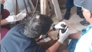 Aberrante: dejaron que el albañil durmiera en su casa y abusó de sus tres perritas