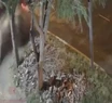 Video: se robaron un auto, volcaron y chocaron violentamente contra un árbol cuando escapaban