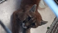 Video: atrapan a un puma suelto en pleno centro de Lobería