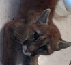 Video: atrapan a un puma suelto en pleno centro de Lobería